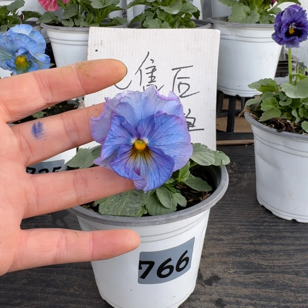 全部花朵766号神户蓝