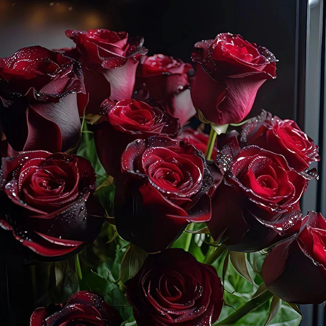 丝绒感黑巴克玫瑰切花盆栽抗性强庭院地栽四季开花