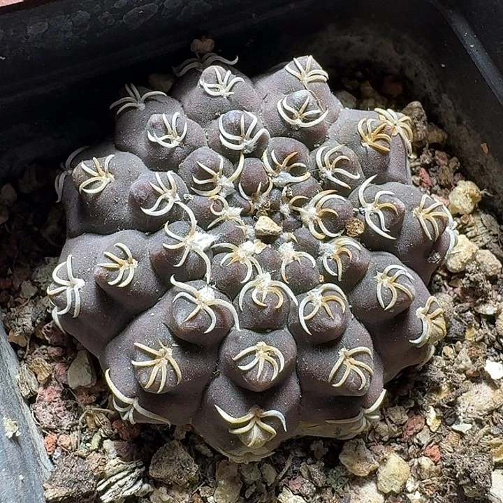 701白刺瑞昌玉脱土发货