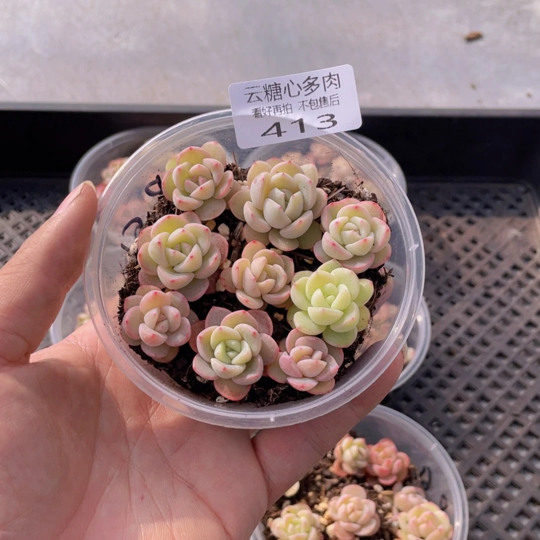 云糖心多肉植物413