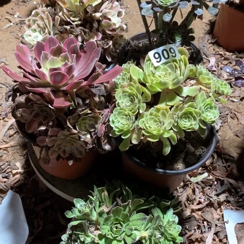 909五颗法师多肉植物