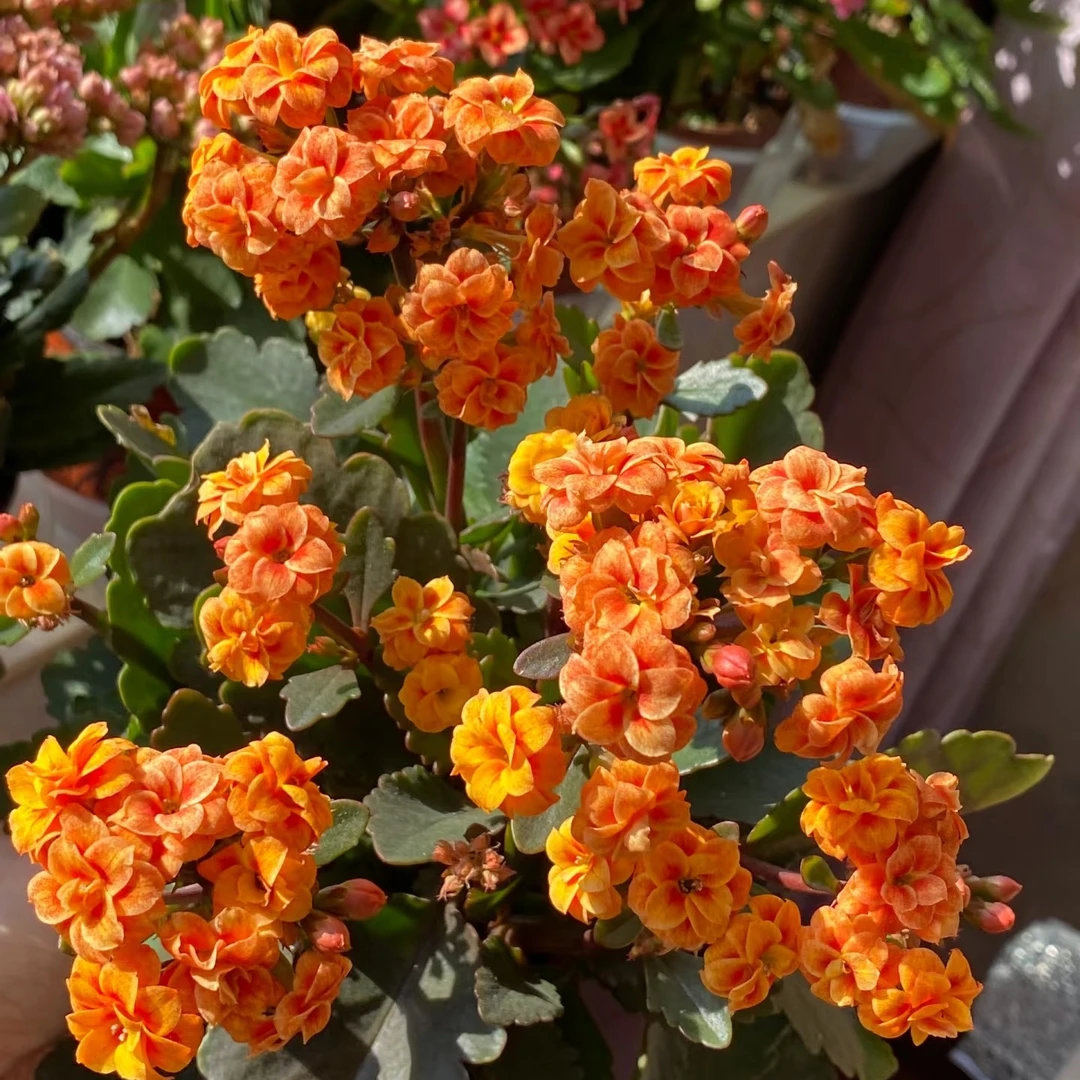 〔纸醉金迷〕橙色室内花卉110盆长寿花