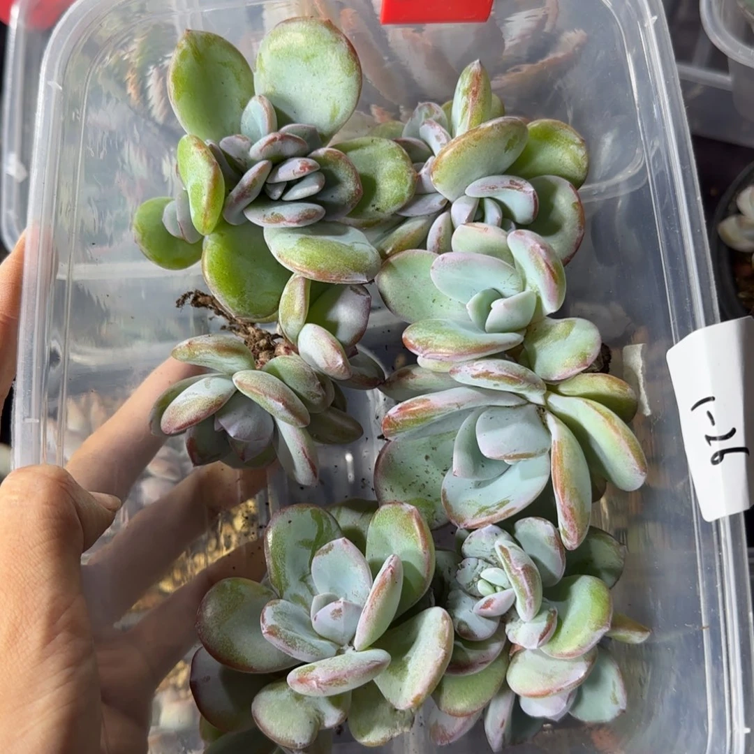 小****韩版奶茶6颗双头一物一拍39