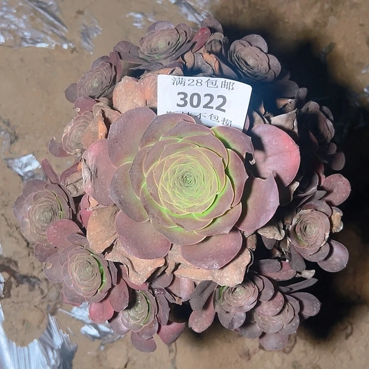 3022魅金玫瑰多肉植物