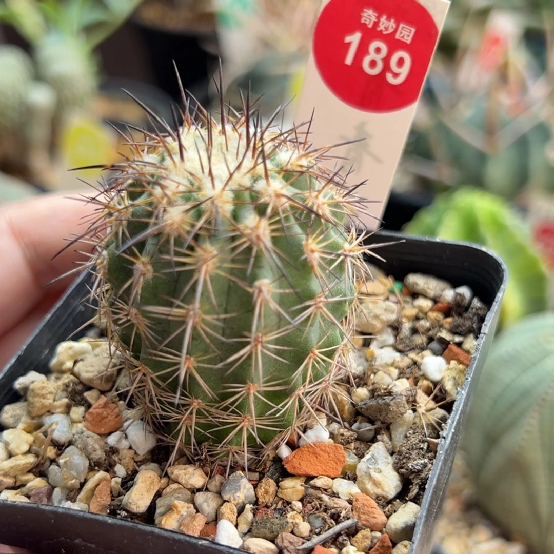 自根伊须罗玉3.6cm