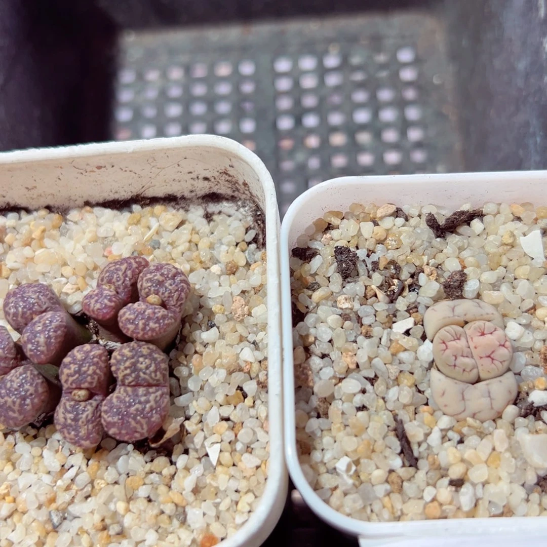 c***1226-749多肉多肉的