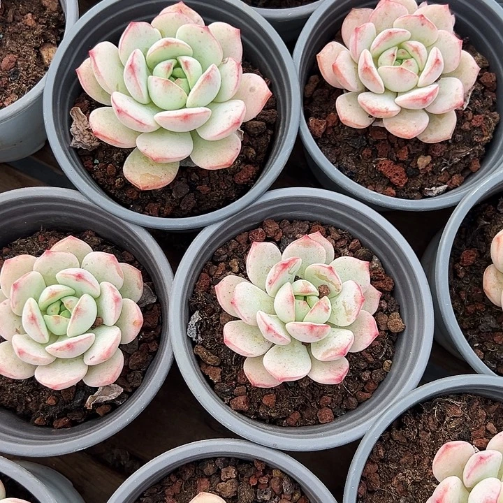 朧***月霜花      福利多多