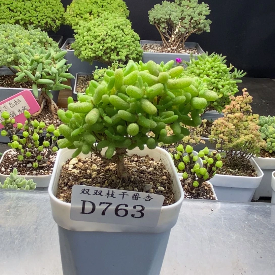763蜜橘。