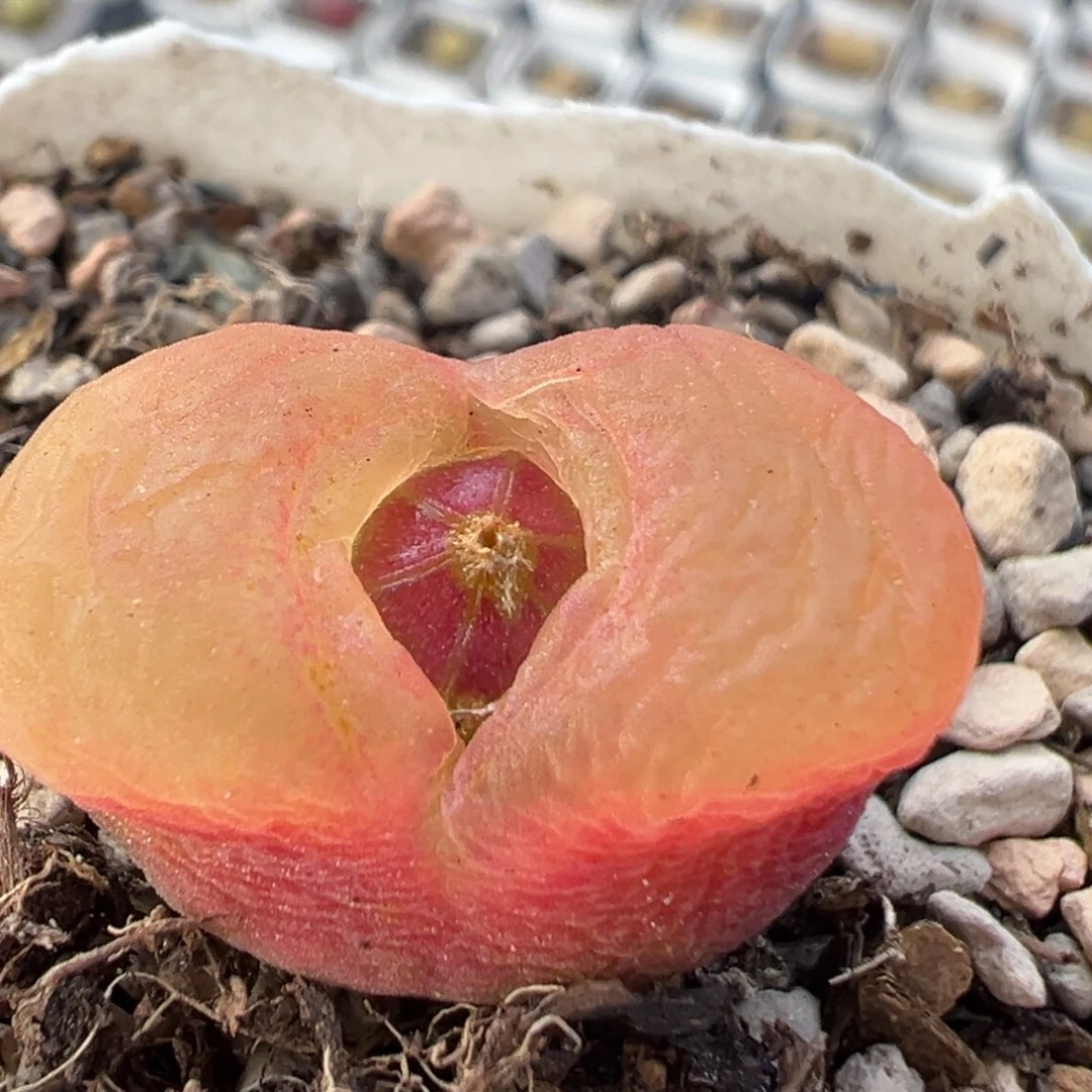 131多肉植物百科知识