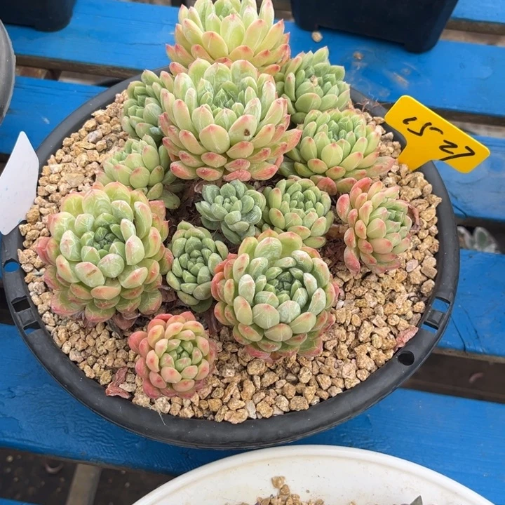 芳***芳1527 0000000000000000