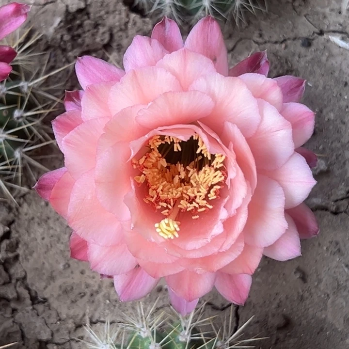 清清美焕仙人球瑕疵根