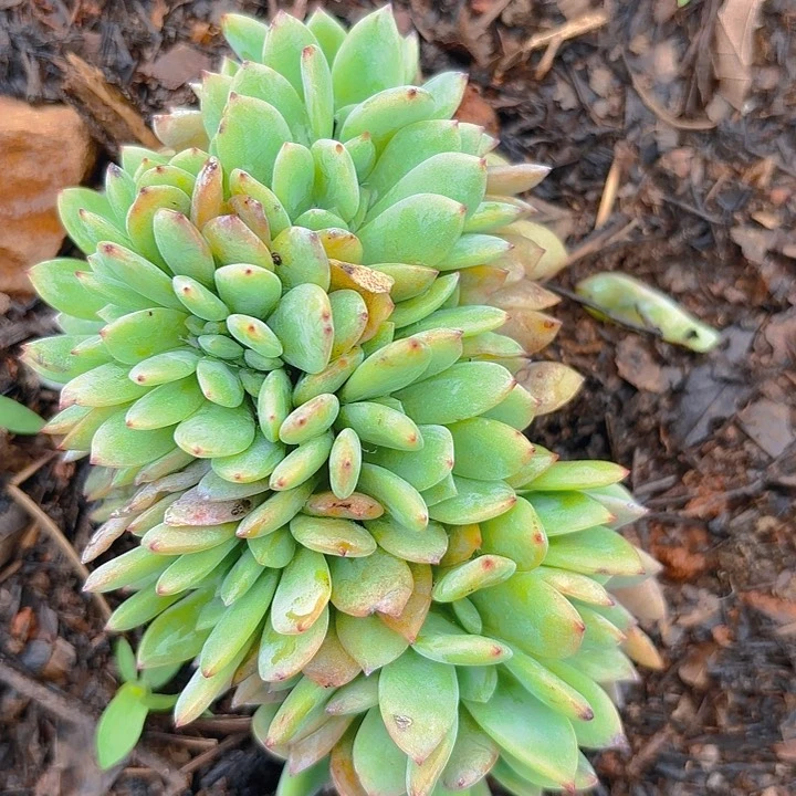 ꧁****多肉植物。。。。。。。。。。。。。。