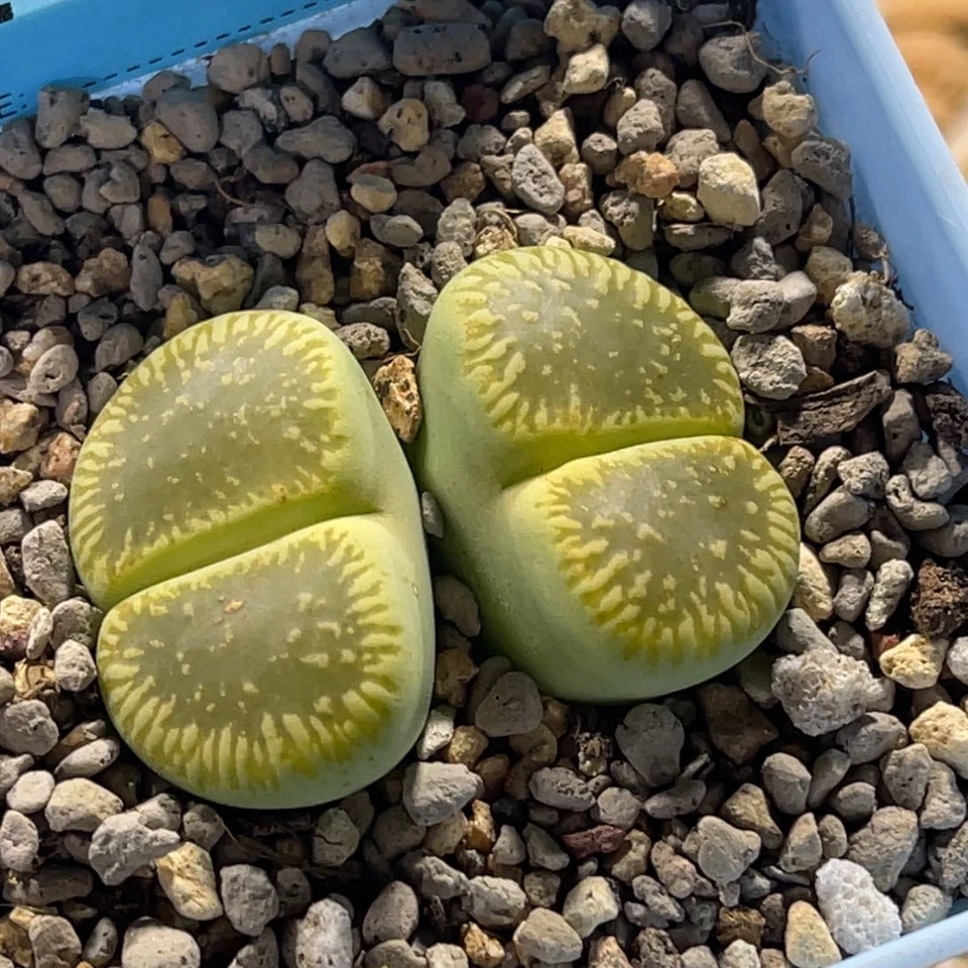 6160双头绿光阳一颗