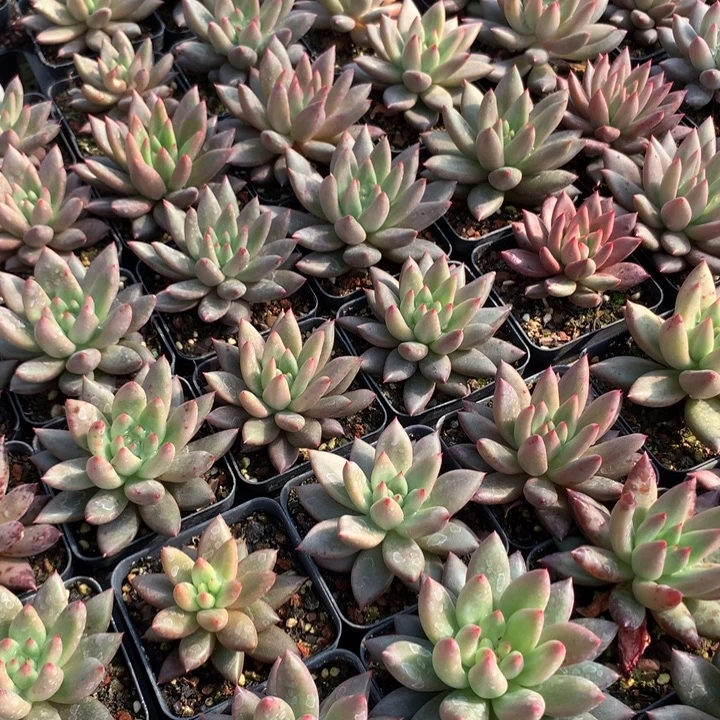 婕斯娜单头脱土发货