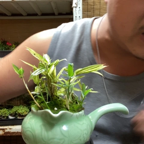 红陶一物一拍所见即所得44