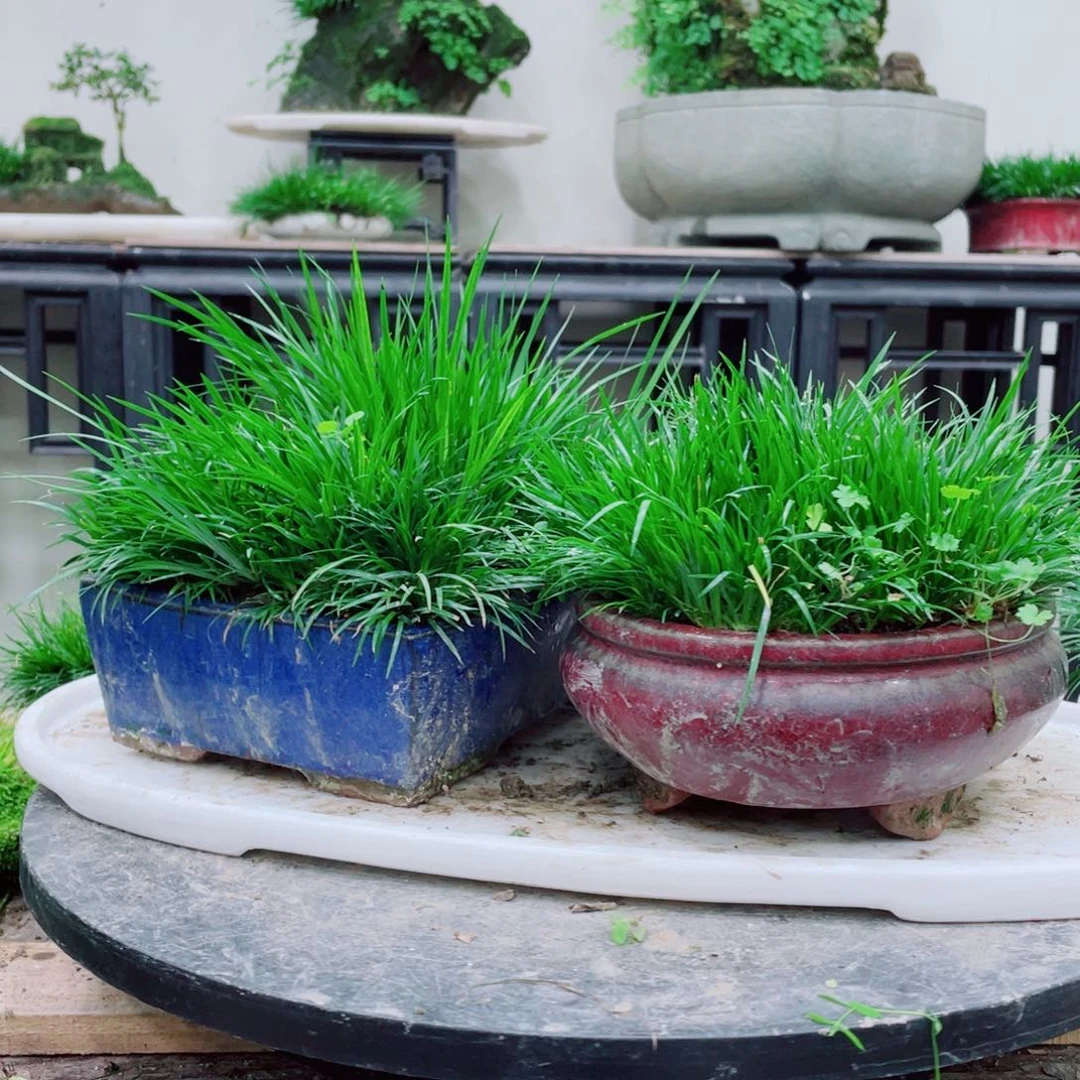 无铅玻璃致**舟铁线蕨的一个分支叫做金