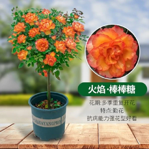 树桩月季【火焰】月季花苗特大花朵花卉植物庭院四季玫瑰树状月