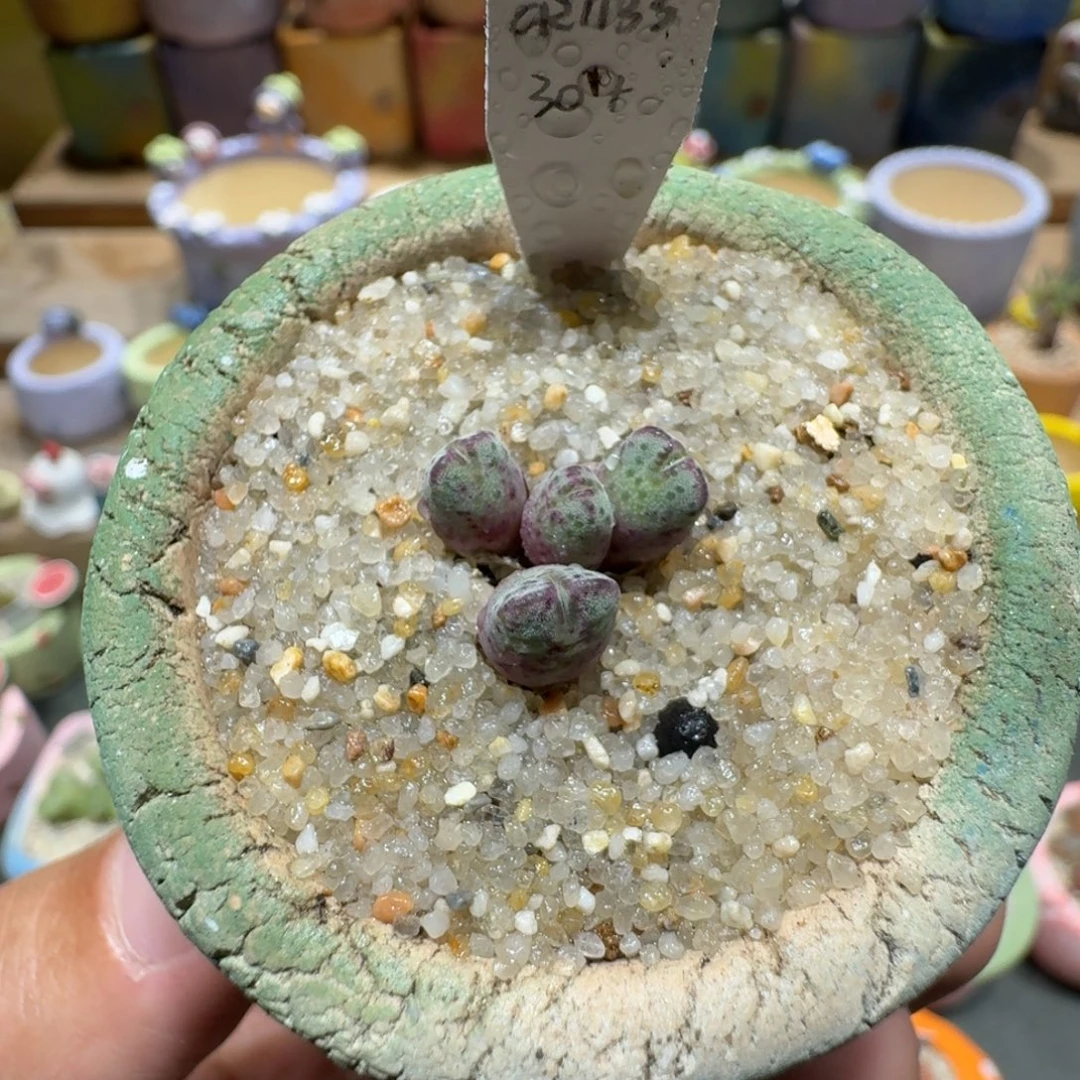 蘑菇1469原始斑马多肉植物