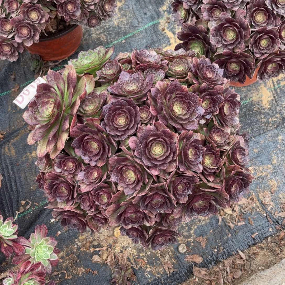 019多肉植物黑魔