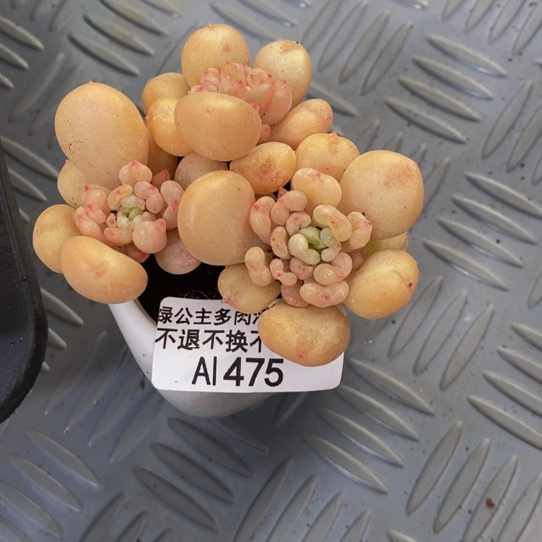 475比尔盖茨多肉6cm