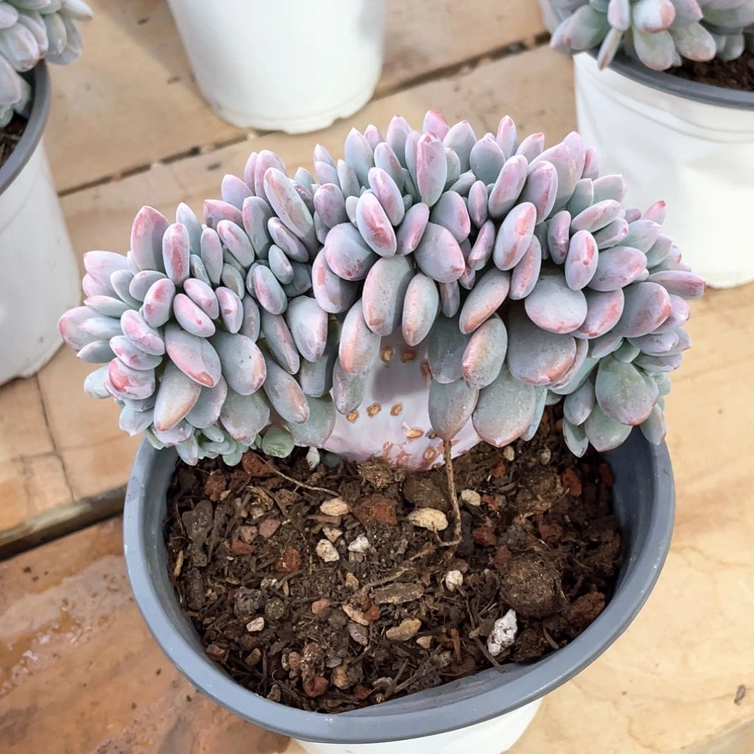 多肉植物多肉植物