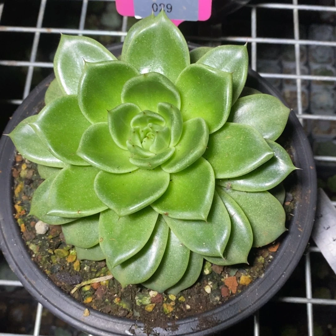 x029-多肉植物 原始东云