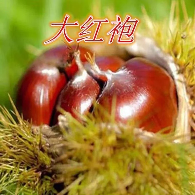 板栗树苗嫁接特大耐寒地栽庭院矮化盆栽阳台南北方种植明年结果