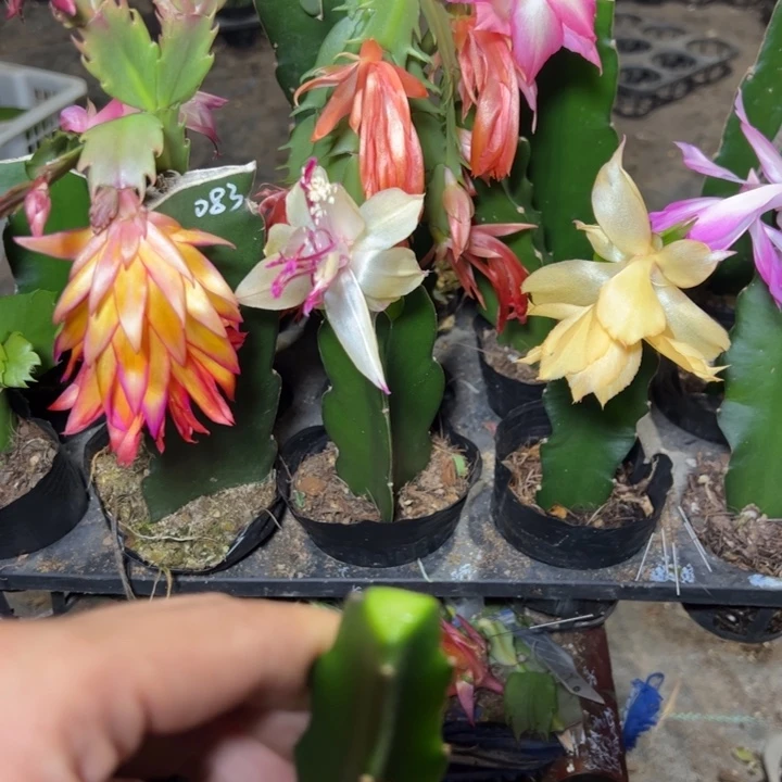 山***瑰083嫁接多叶片小苗一颗50