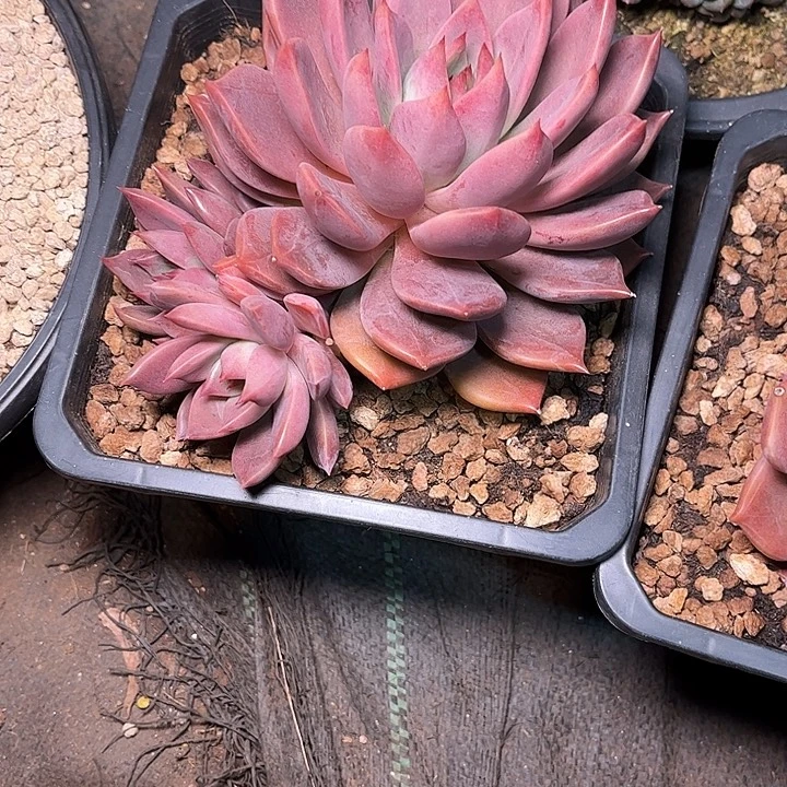 多肉植物一物一拍