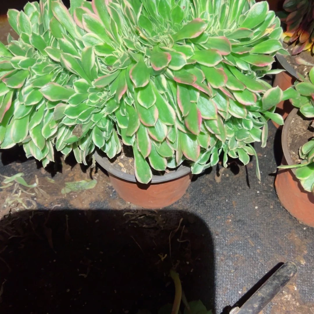 639 号法师多肉植物新年快乐