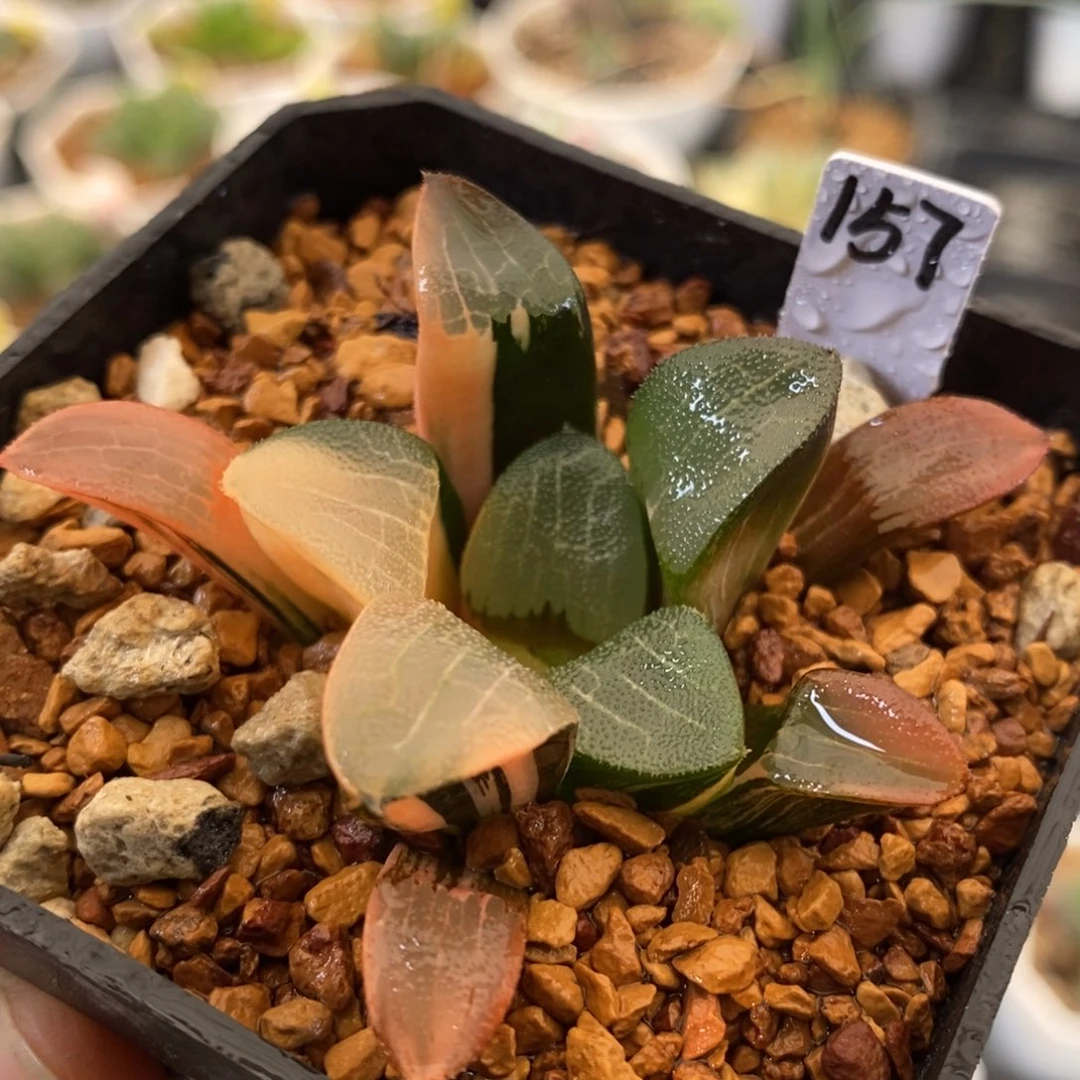 157号大黑天克锦带盆