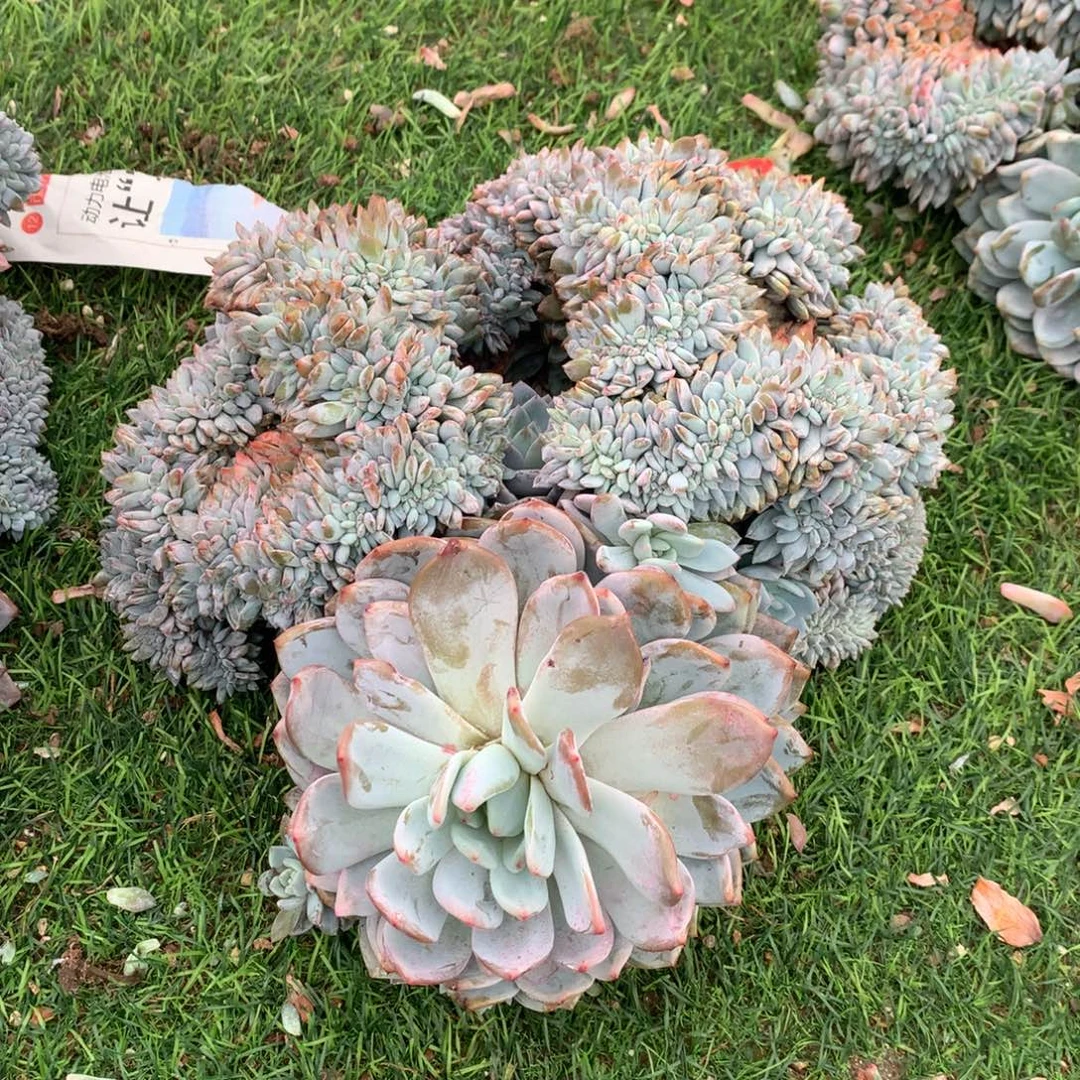 739橙子11111111111