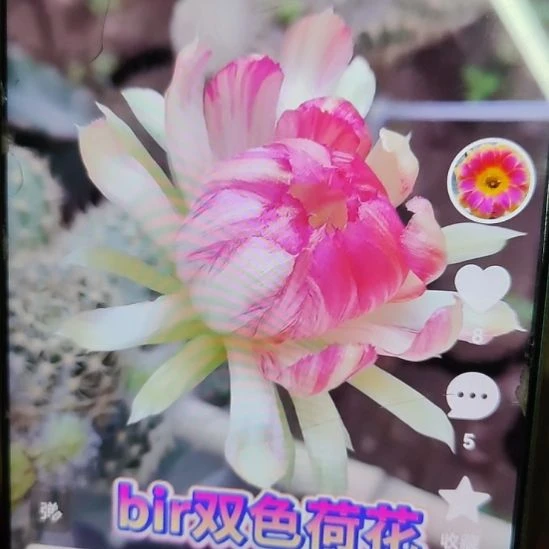 仙人球丽花bir无根侧芽