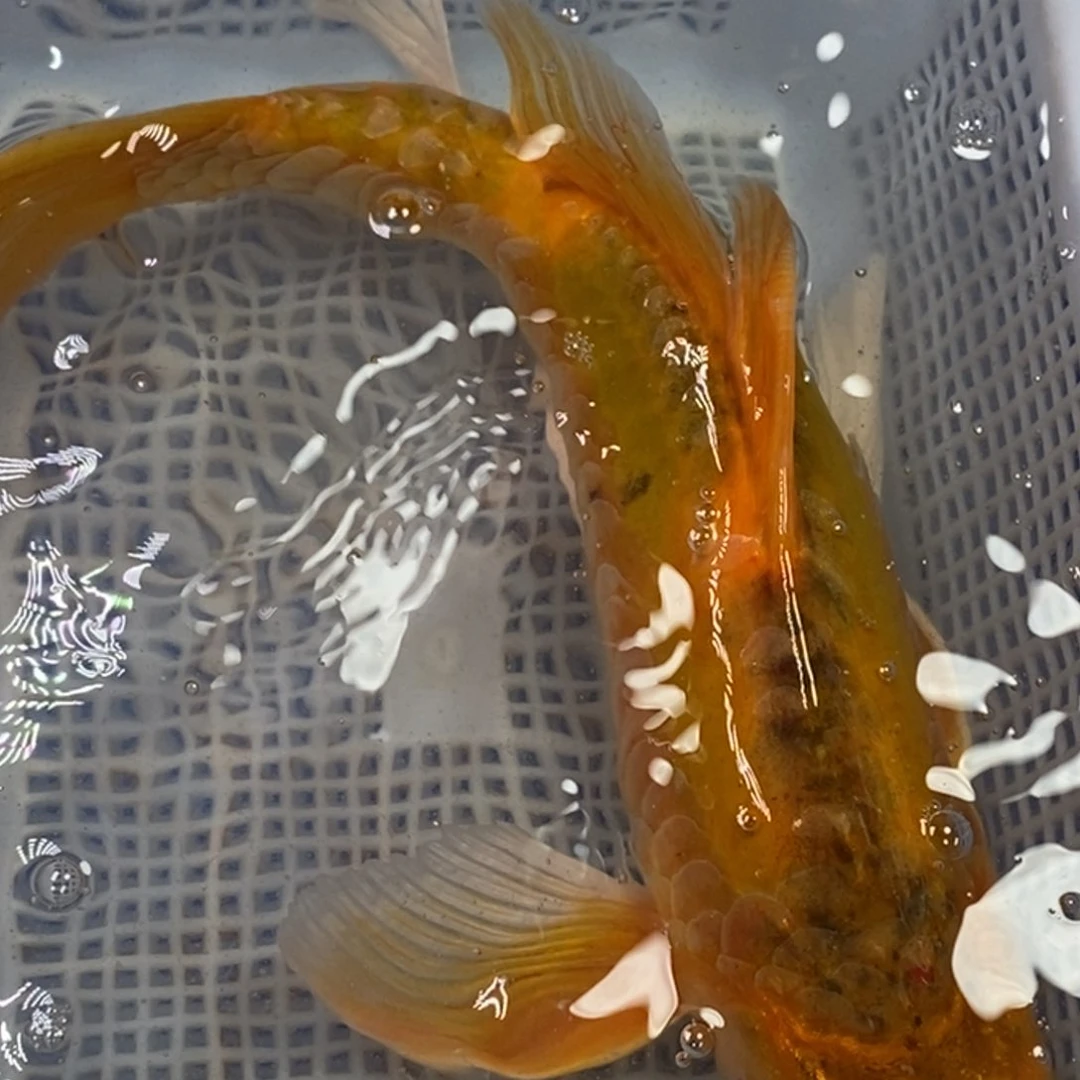 锦鲤锦鲤 开衩掉鳞属于正常现象介意别拍