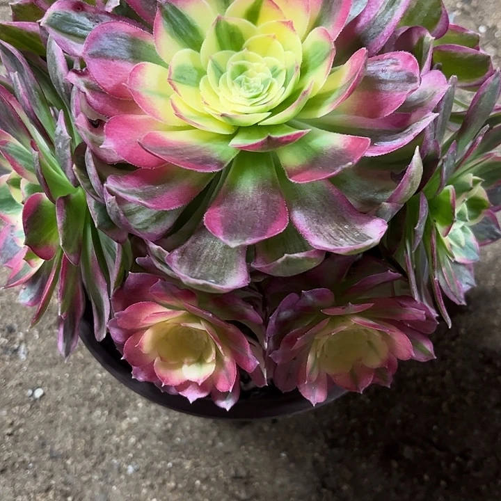 多肉植物海仙锦…………