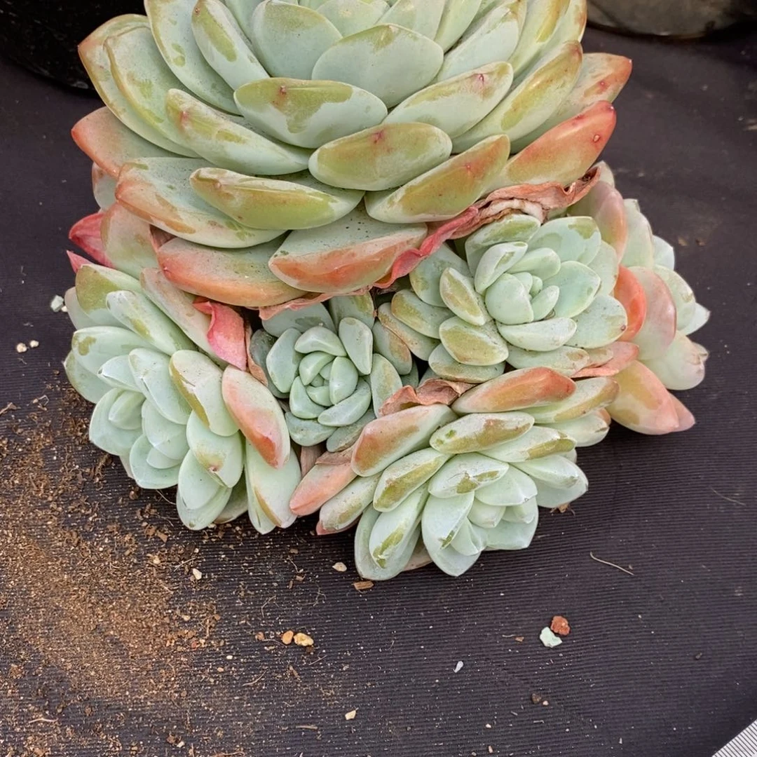 两单包邮1207-26冰玉