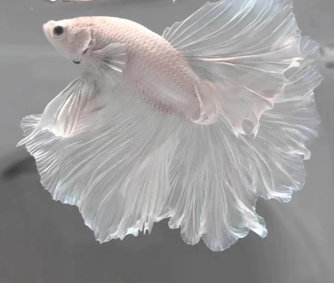 精品泰国斗鱼一条