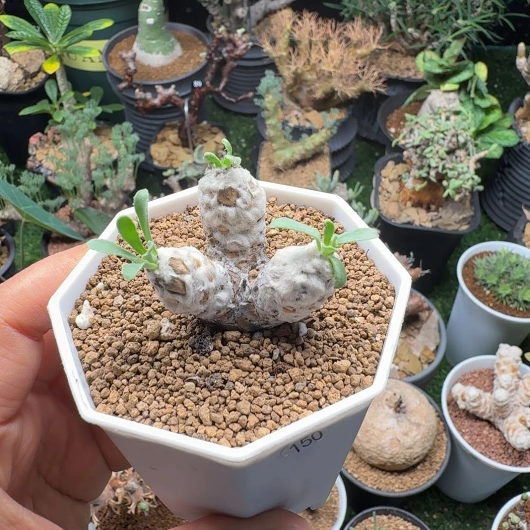 刨花厚墩菊150仙人掌