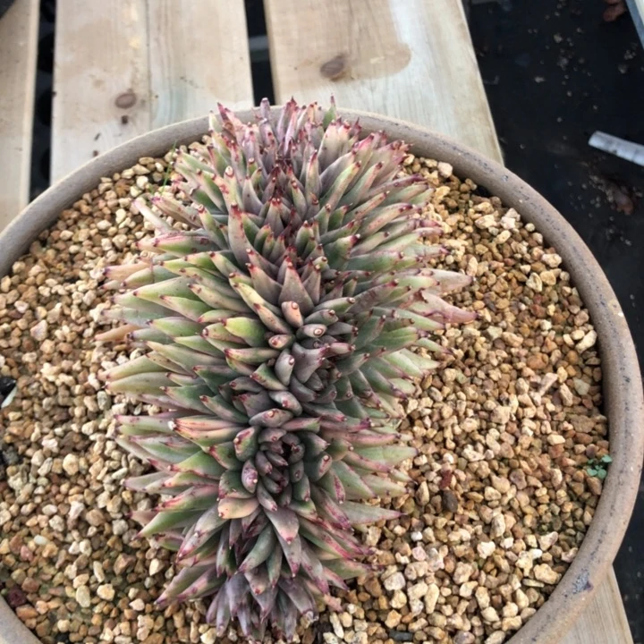 20公分覆伦锦00000000015