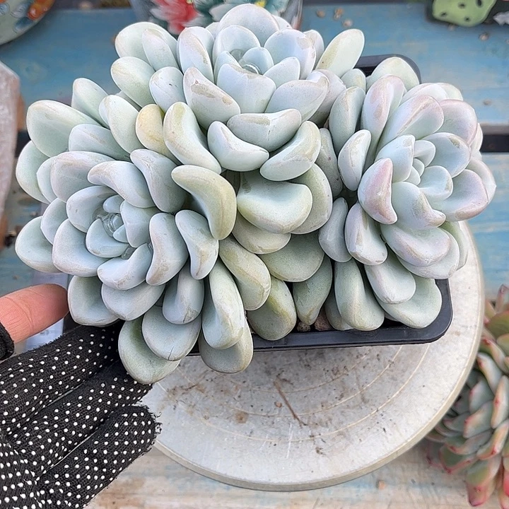 多肉植物一物一拍