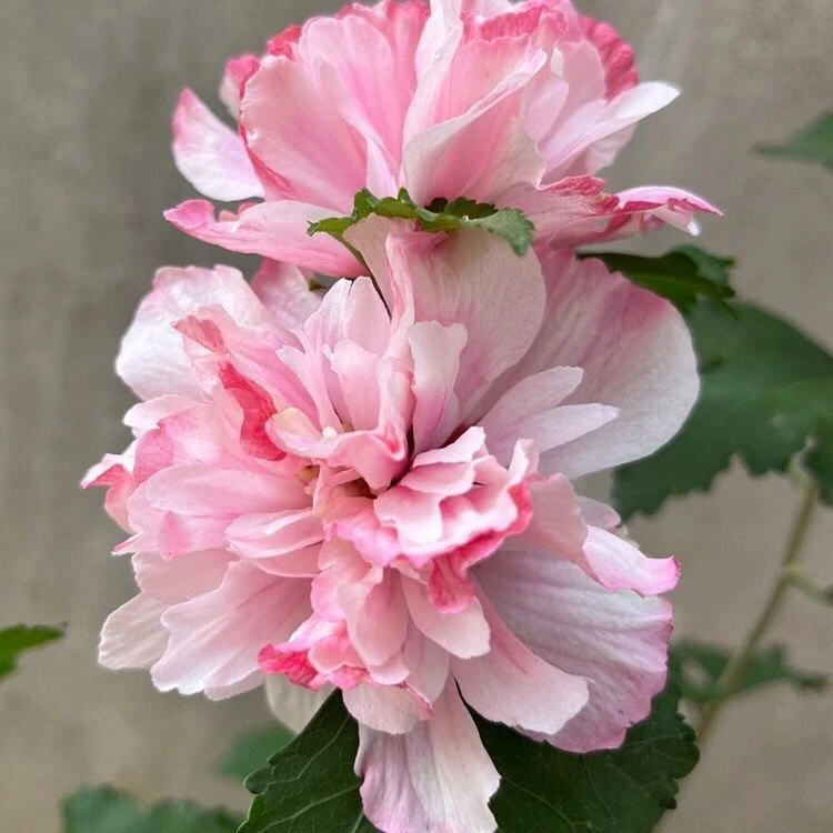 薄荷冰沙重瓣木槿