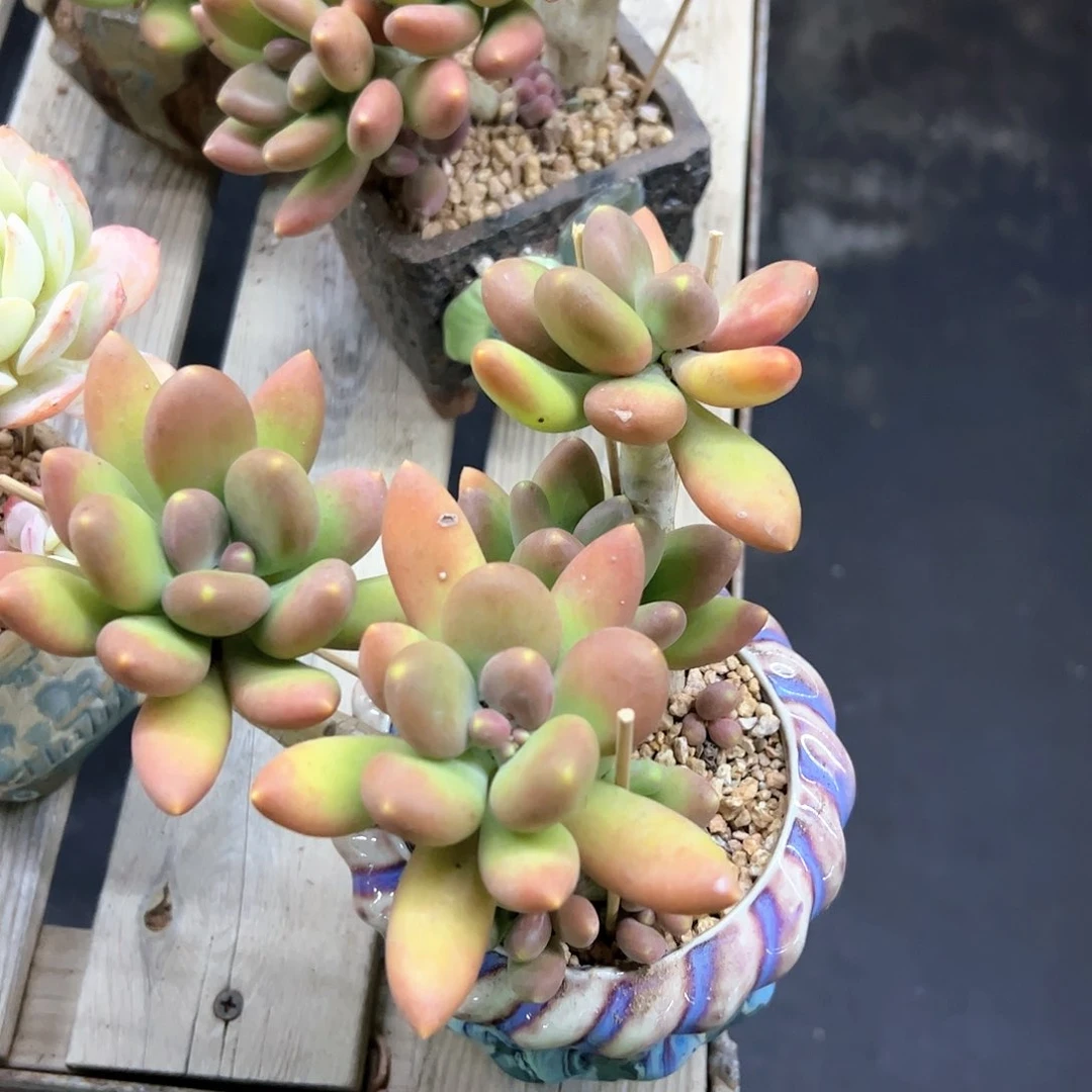 请***叻金蟾28 零零多肉植物