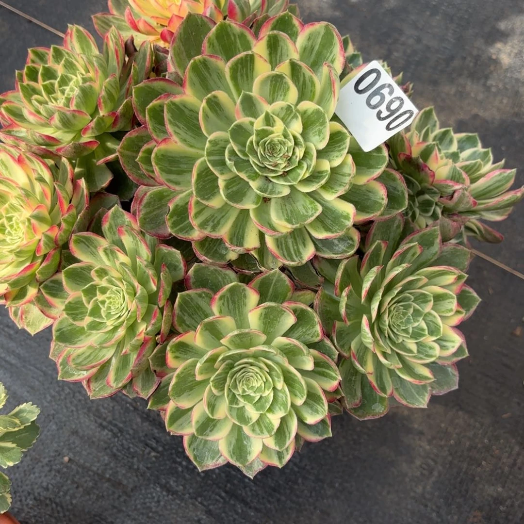 鑫*森万花筒0690发货，