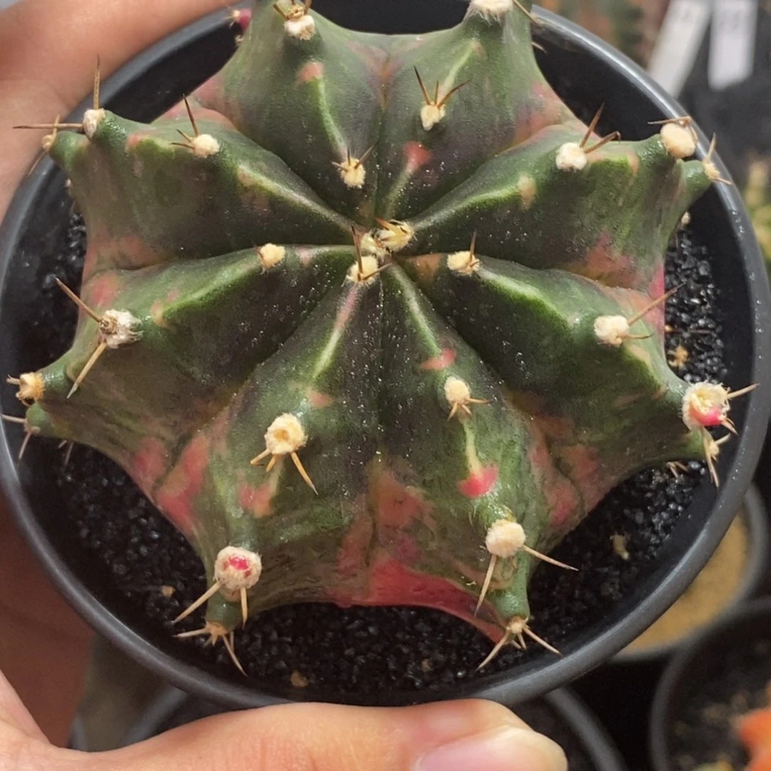 泰系全品米哈—带盆土发货5