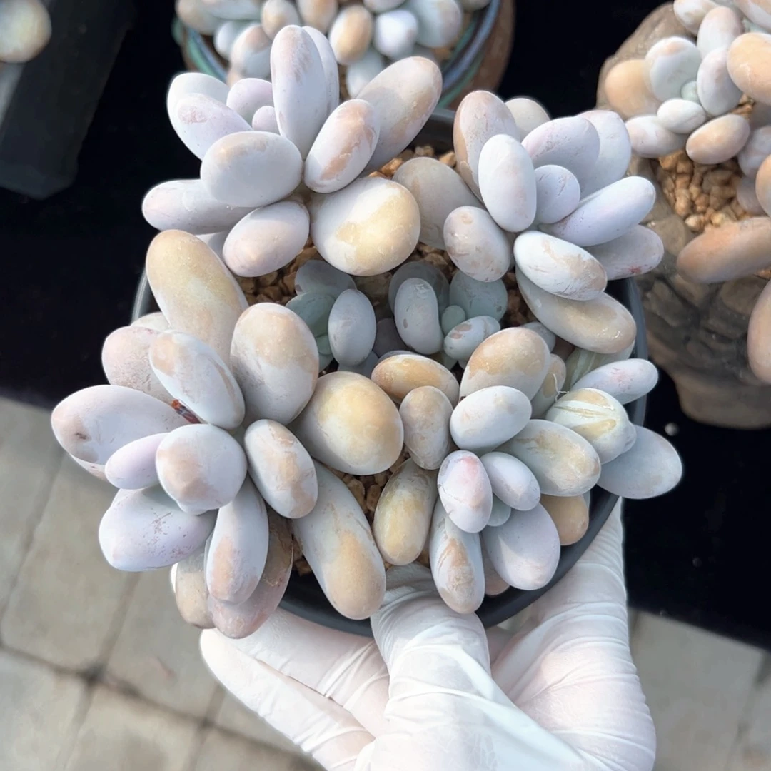 无花朵原始奶11111111111