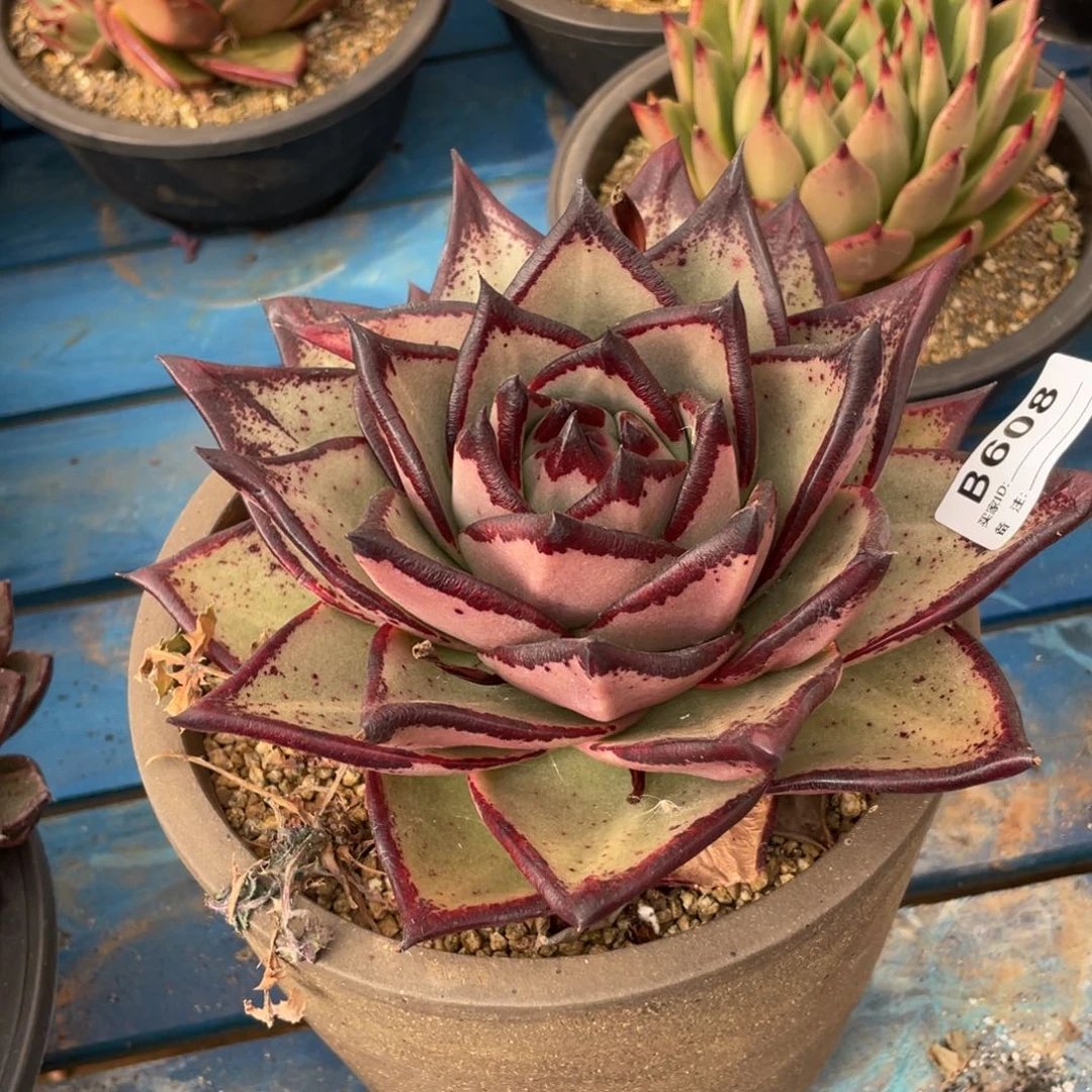 无花朵若如东云筐拍B608