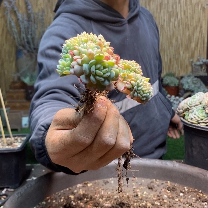 桑***棉37 号白胖子多肉植物