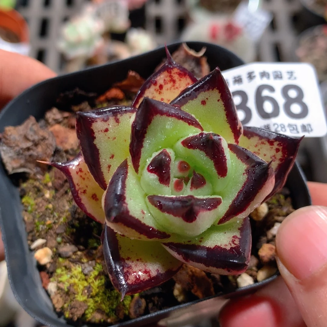 5CM拇指盆精控多肉ZP868