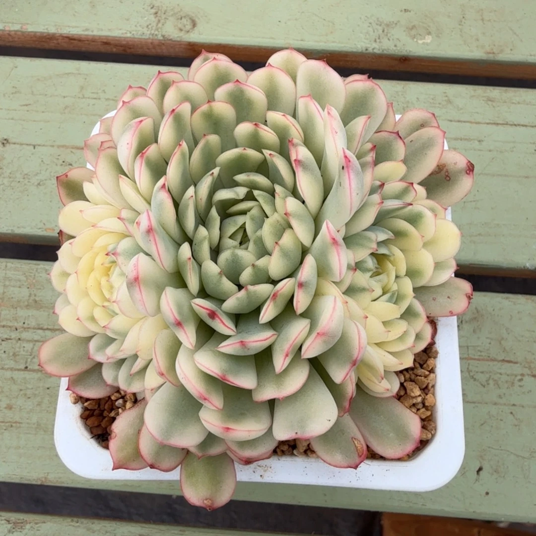 超白梦幻玫瑰锦锦上园艺一物一拍