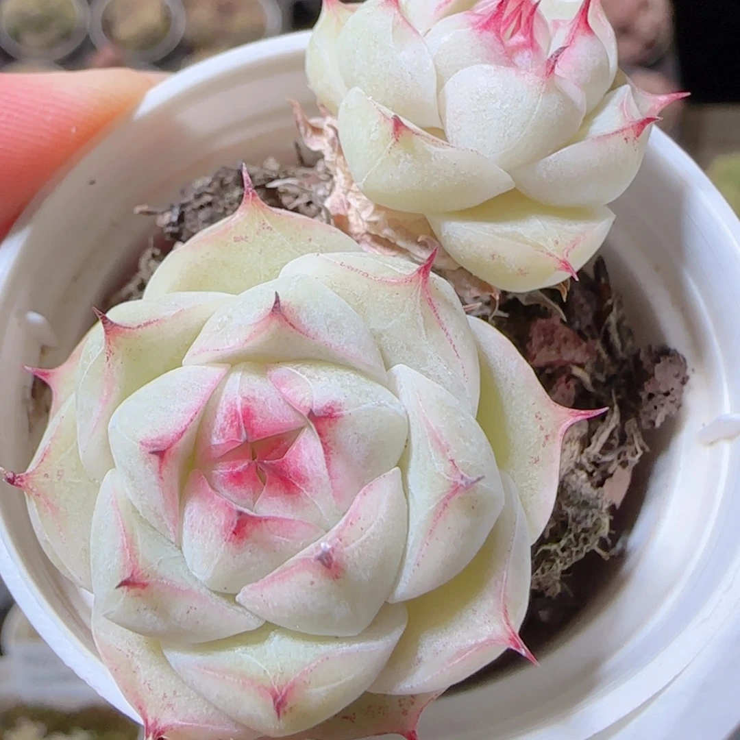 花语多肉1217-427白魔散